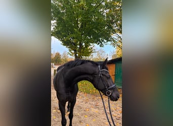 Cheval de sport allemand, Jument, 4 Ans, 168 cm, Noir