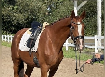 Cheval de sport allemand, Jument, 4 Ans, 169 cm, Alezan brûlé