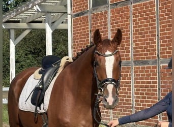 Cheval de sport allemand, Jument, 4 Ans, 169 cm, Alezan brûlé