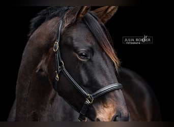 Cheval de sport allemand, Jument, 4 Ans, 169 cm, Bai