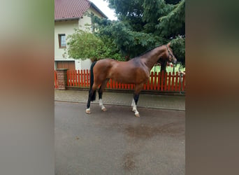 Cheval de sport allemand, Jument, 4 Ans, 169 cm, Bai