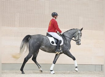 Cheval de sport allemand, Jument, 4 Ans, 169 cm, Gris