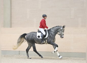 Cheval de sport allemand, Jument, 4 Ans, 169 cm, Gris