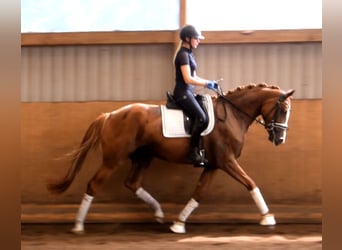 Cheval de sport allemand, Jument, 4 Ans, 170 cm, Alezan