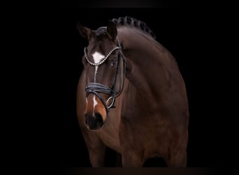 Cheval de sport allemand, Jument, 4 Ans, 170 cm, Bai brun