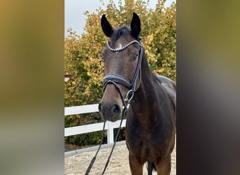 Cheval de sport allemand, Jument, 4 Ans, 170 cm, Bai brun foncé