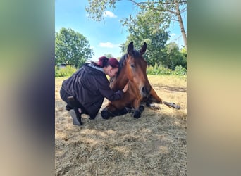 Cheval de sport allemand, Jument, 4 Ans, 170 cm, Bai cerise