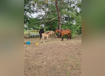 Cheval de sport allemand, Jument, 4 Ans, 170 cm, Bai cerise