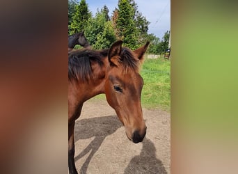 Cheval de sport allemand, Jument, 4 Ans, 170 cm, Bai cerise