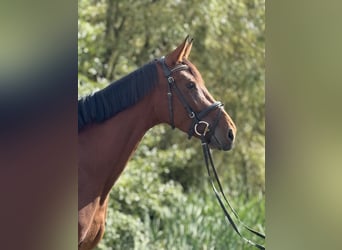 Cheval de sport allemand, Jument, 4 Ans, 170 cm, Bai
