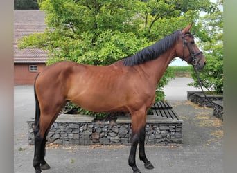 Cheval de sport allemand, Jument, 4 Ans, 170 cm, Bai