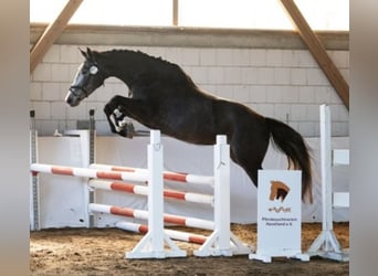 Cheval de sport allemand, Jument, 4 Ans, 170 cm, Gris noir