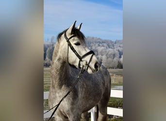 Cheval de sport allemand, Jument, 4 Ans, 170 cm, Gris pommelé