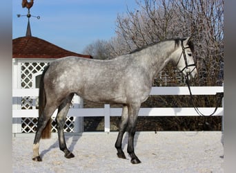 Cheval de sport allemand, Jument, 4 Ans, 170 cm, Gris pommelé