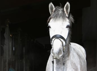 Cheval de sport allemand, Jument, 4 Ans, 170 cm, Gris pommelé