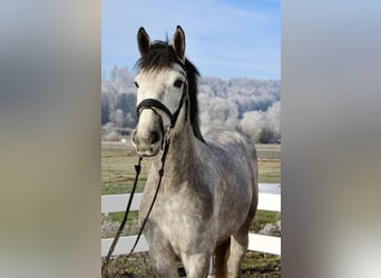 Cheval de sport allemand, Jument, 4 Ans, 170 cm, Gris pommelé