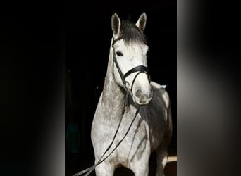 Cheval de sport allemand, Jument, 4 Ans, 170 cm, Gris pommelé