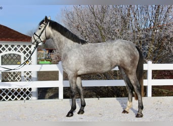 Cheval de sport allemand, Jument, 4 Ans, 170 cm, Gris pommelé