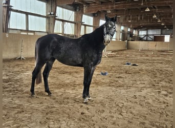 Cheval de sport allemand, Jument, 4 Ans, 170 cm, Gris pommelé