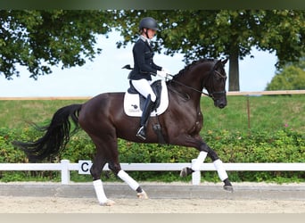 Cheval de sport allemand, Jument, 4 Ans, 170 cm, Noir