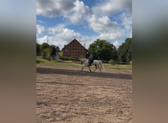 Cheval de sport allemand, Jument, 4 Ans, 170 cm, Palomino