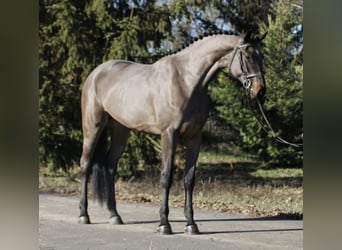 Cheval de sport allemand, Jument, 4 Ans, 171 cm, Bai brun