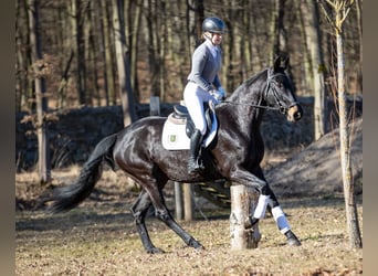 Cheval de sport allemand, Jument, 4 Ans, 171 cm, Bai brun foncé
