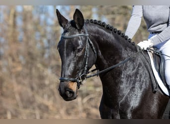 Cheval de sport allemand, Jument, 4 Ans, 171 cm, Bai brun foncé
