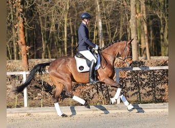Cheval de sport allemand, Jument, 4 Ans, 171 cm, Bai