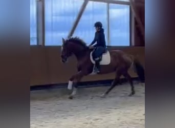 Cheval de sport allemand, Jument, 4 Ans, 172 cm, Alezan