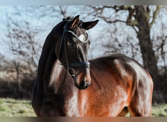 Cheval de sport allemand, Jument, 4 Ans, 172 cm, Bai brun