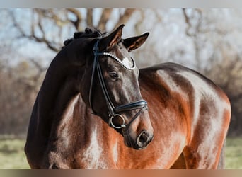 Cheval de sport allemand, Jument, 4 Ans, 172 cm, Bai brun
