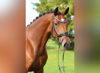 Cheval de sport allemand, Jument, 4 Ans, 172 cm, Bai