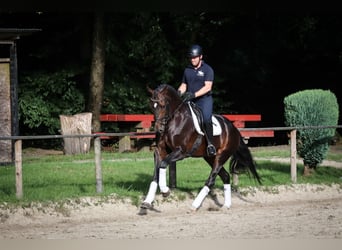 Cheval de sport allemand, Jument, 4 Ans, 172 cm, Bai