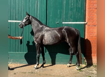 Cheval de sport allemand, Jument, 4 Ans, 172 cm, Gris noir