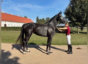Cheval de sport allemand, Jument, 4 Ans, 172 cm, Gris noir