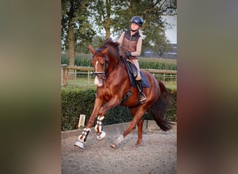 Cheval de sport allemand, Jument, 4 Ans, 175 cm, Alezan