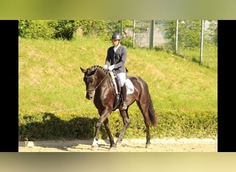 Cheval de sport allemand, Jument, 4 Ans, 175 cm, Bai brun foncé