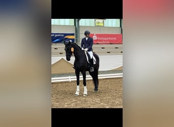 Cheval de sport allemand, Jument, 4 Ans, 175 cm, Bai brun foncé