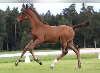 Cheval de sport allemand, Jument, 4 Ans, 176 cm, Bai