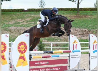 Cheval de sport allemand, Jument, 4 Ans, Bai