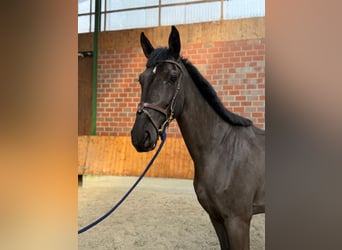 Cheval de sport allemand, Jument, 4 Ans, Noir