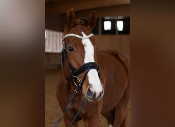 Cheval de sport allemand, Jument, 5 Ans, 160 cm, Alezan