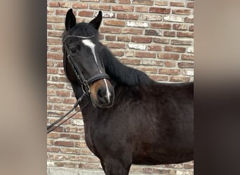 Cheval de sport allemand, Jument, 5 Ans, 160 cm, Noir
