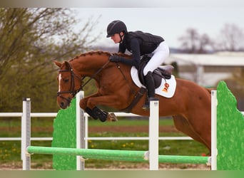 Cheval de sport allemand, Jument, 5 Ans, 161 cm, Alezan