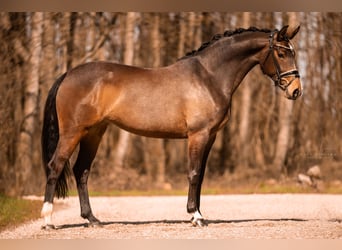 Cheval de sport allemand, Jument, 5 Ans, 161 cm, Bai brun