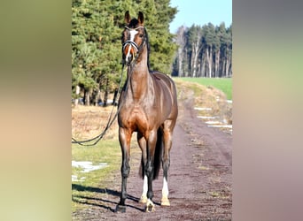 Cheval de sport allemand, Jument, 5 Ans, 162 cm, Bai