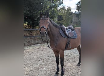 Cheval de sport allemand, Jument, 5 Ans, 162 cm, Bai