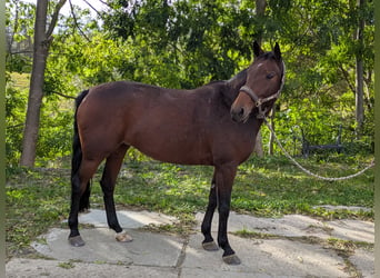 Cheval de sport allemand, Jument, 5 Ans, 162 cm, Bai
