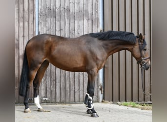 Cheval de sport allemand, Jument, 5 Ans, 162 cm, Bai